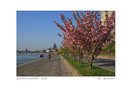 Bernhard Saalfeld - 03 - Rheinufer_800